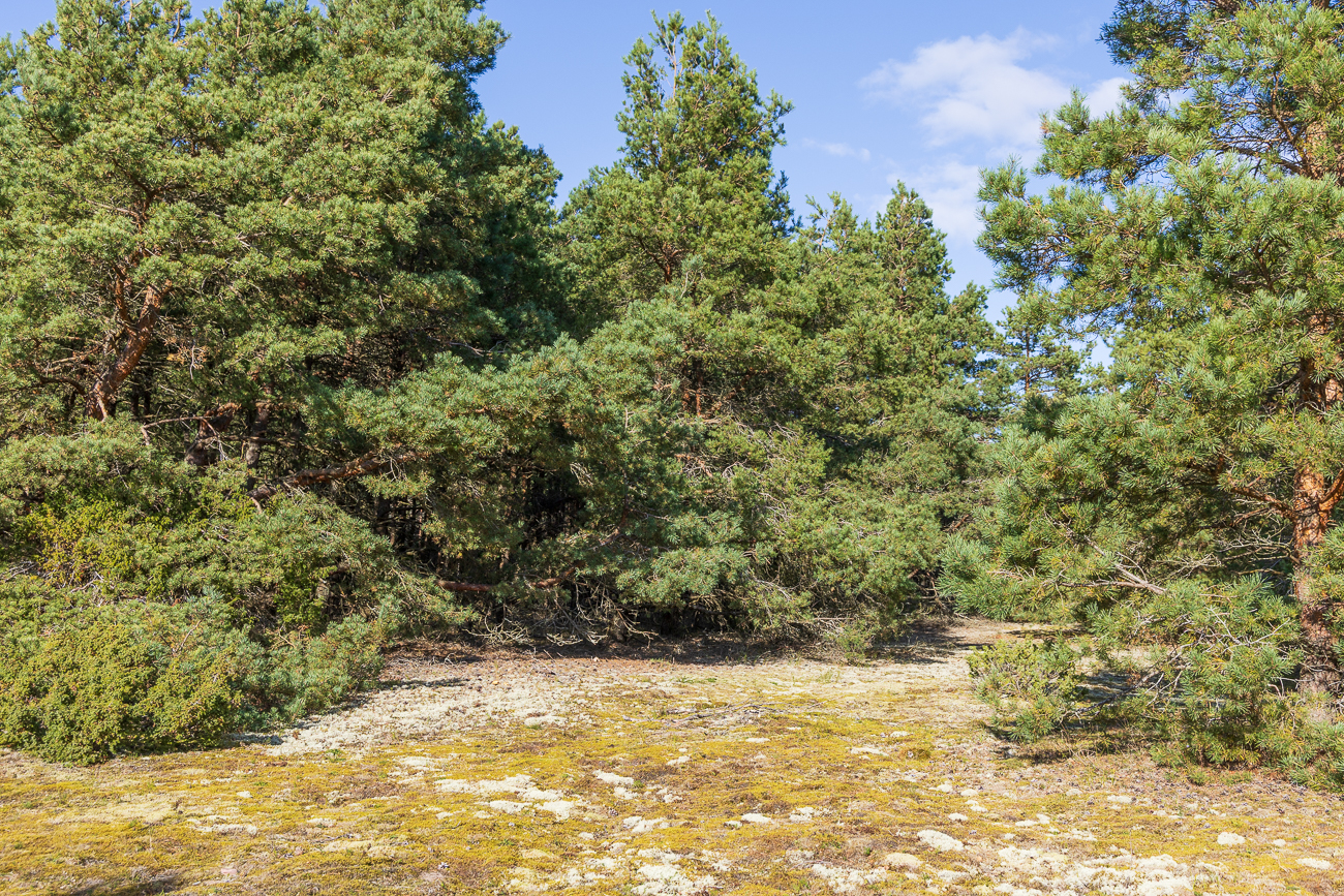 Moose und Flechten auf dem Waldboden