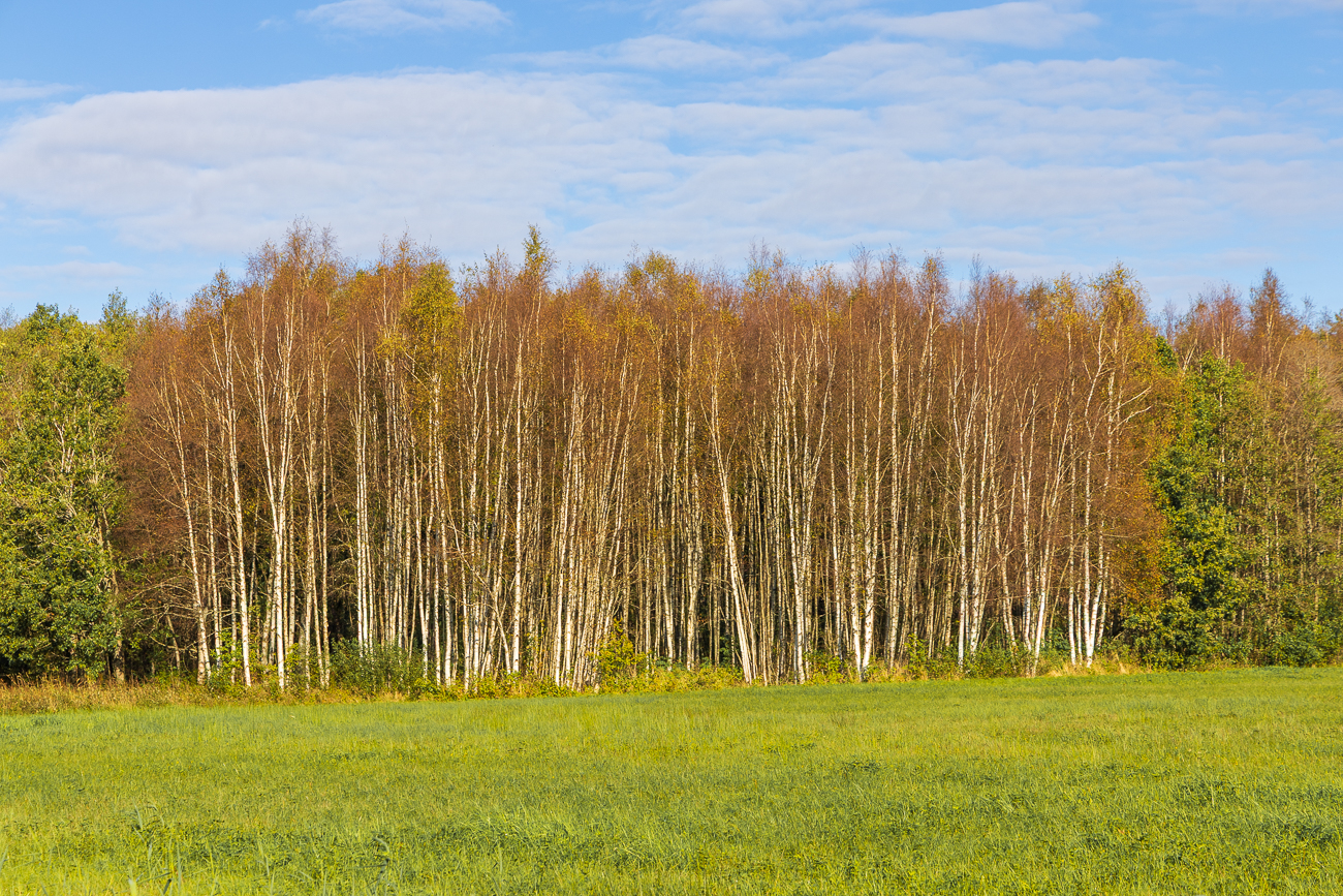Herbstlich gef&auml;rbte Birken