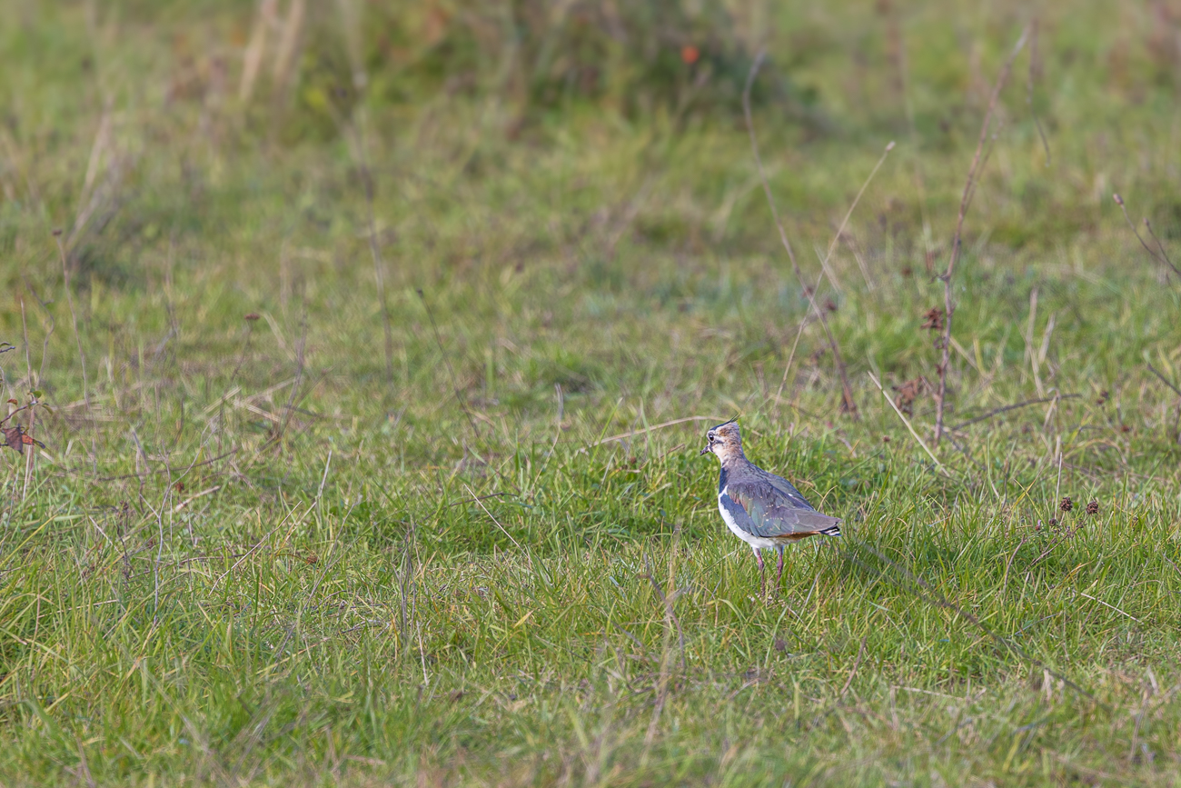 Kibitz [Vanellus vanellus]