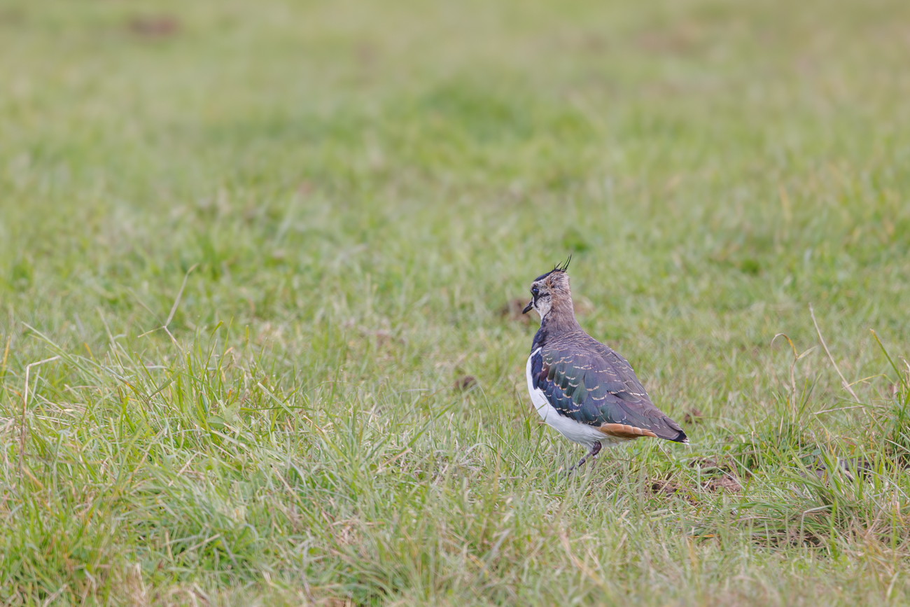 Einige der Bodenbr&uuml;ter suchen im Gras nach Beute