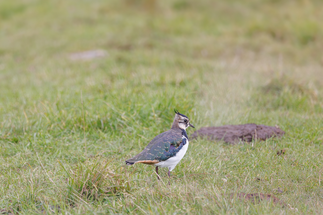 Nahe der Kuhfladen scheint es viele Insekten zu geben