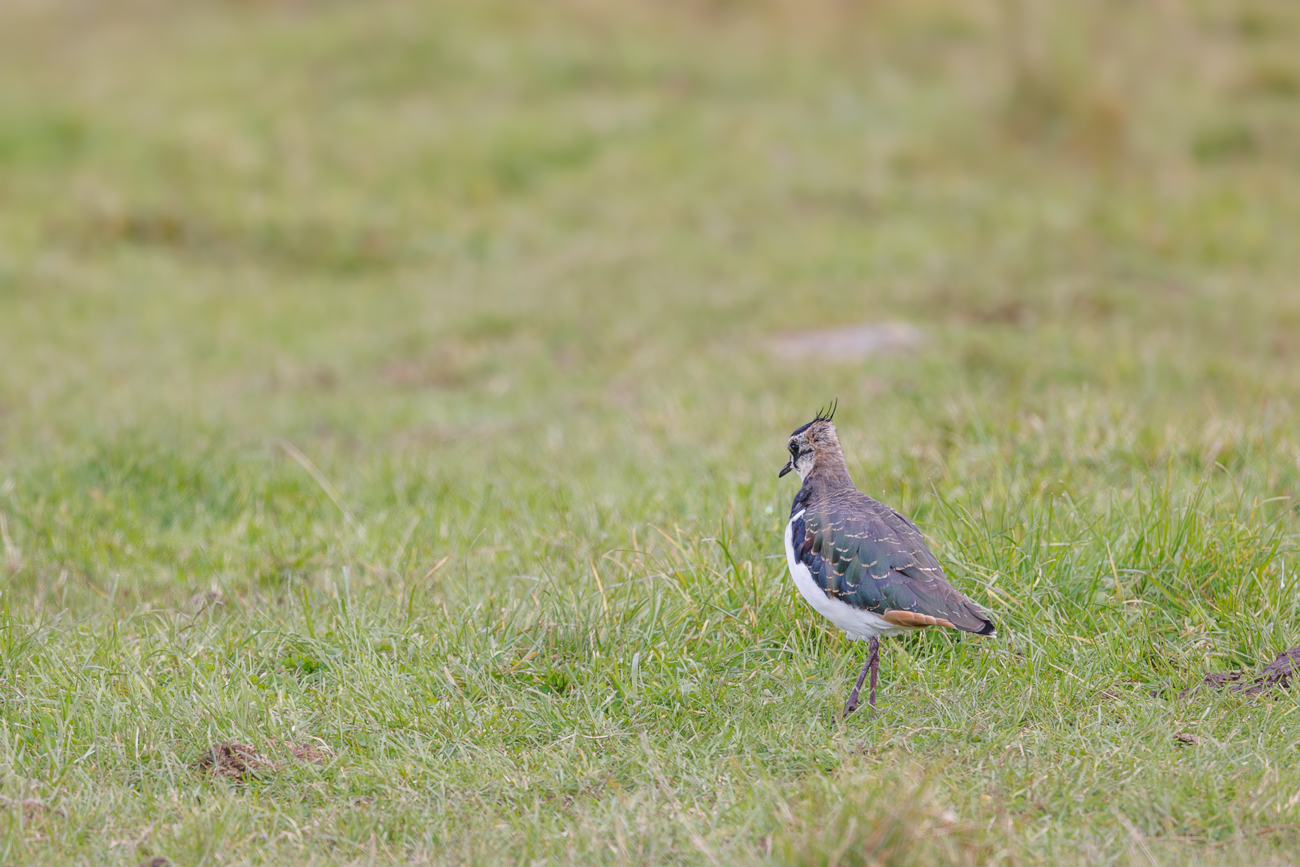 Bei uns im Saarland sind die V&ouml;gel leider selten