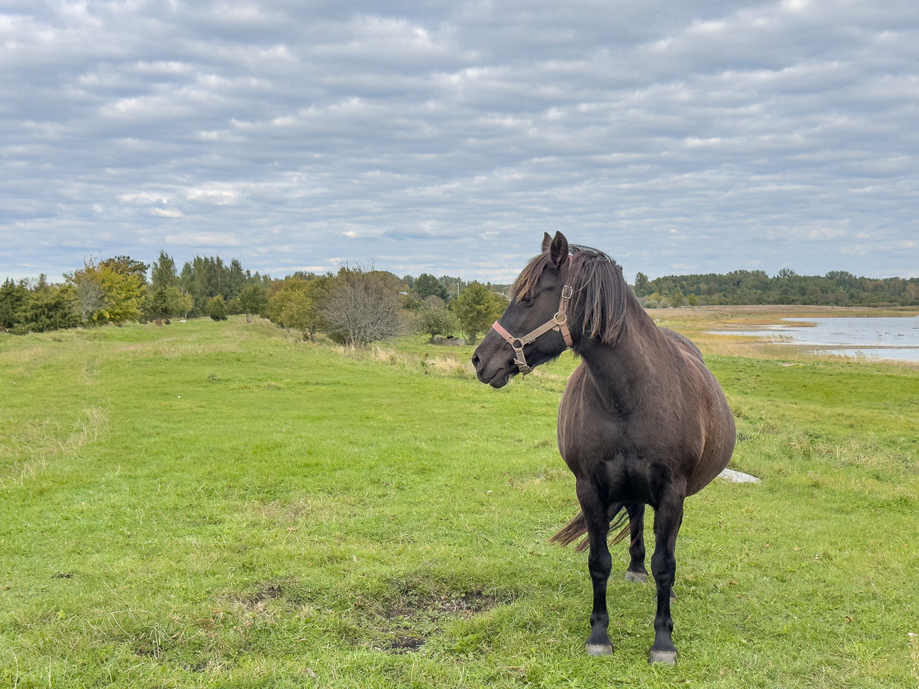 Daf&uuml;r kommt ein neugieriges Pferd an den Zaun ...