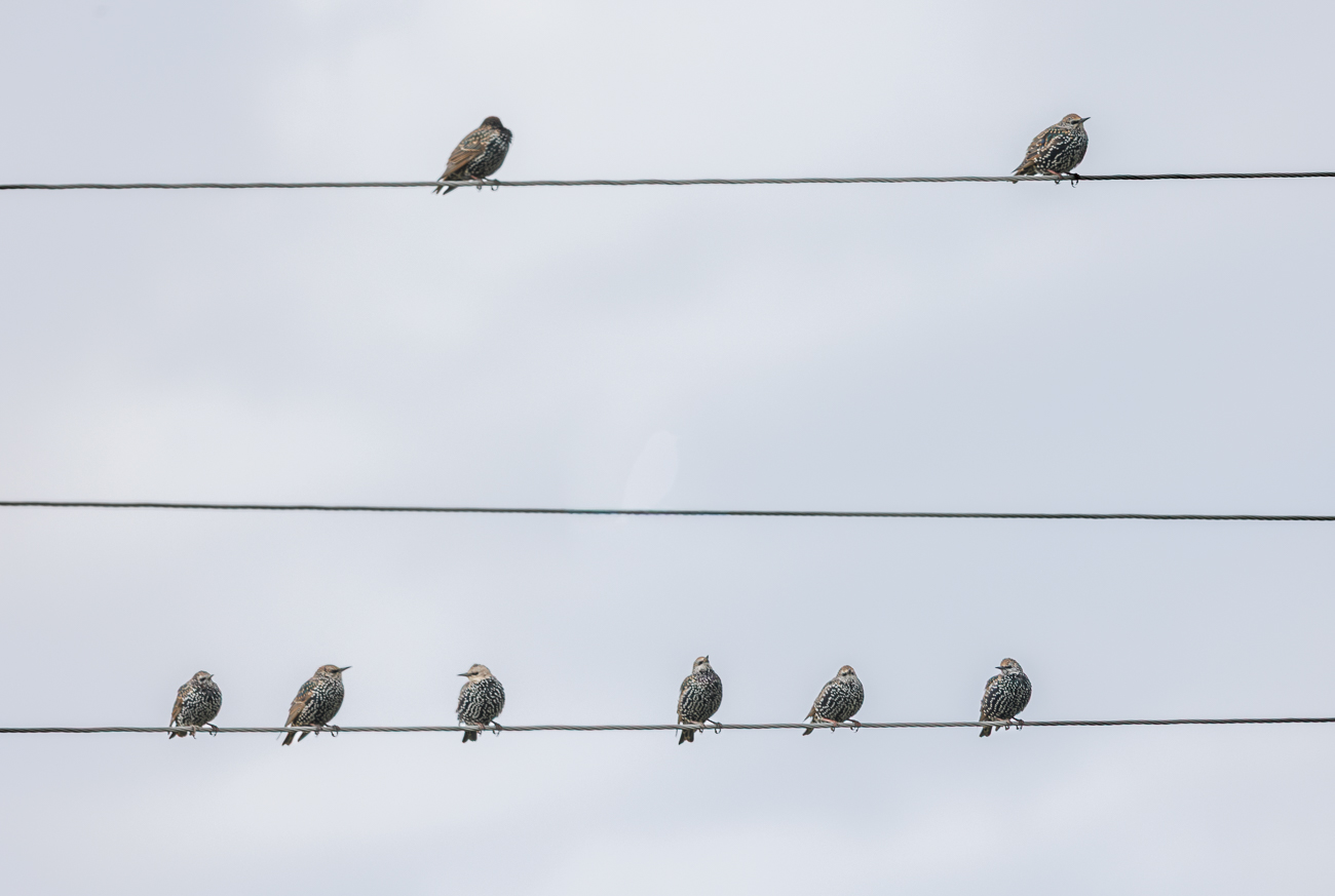 Stare auf einer Leitung
