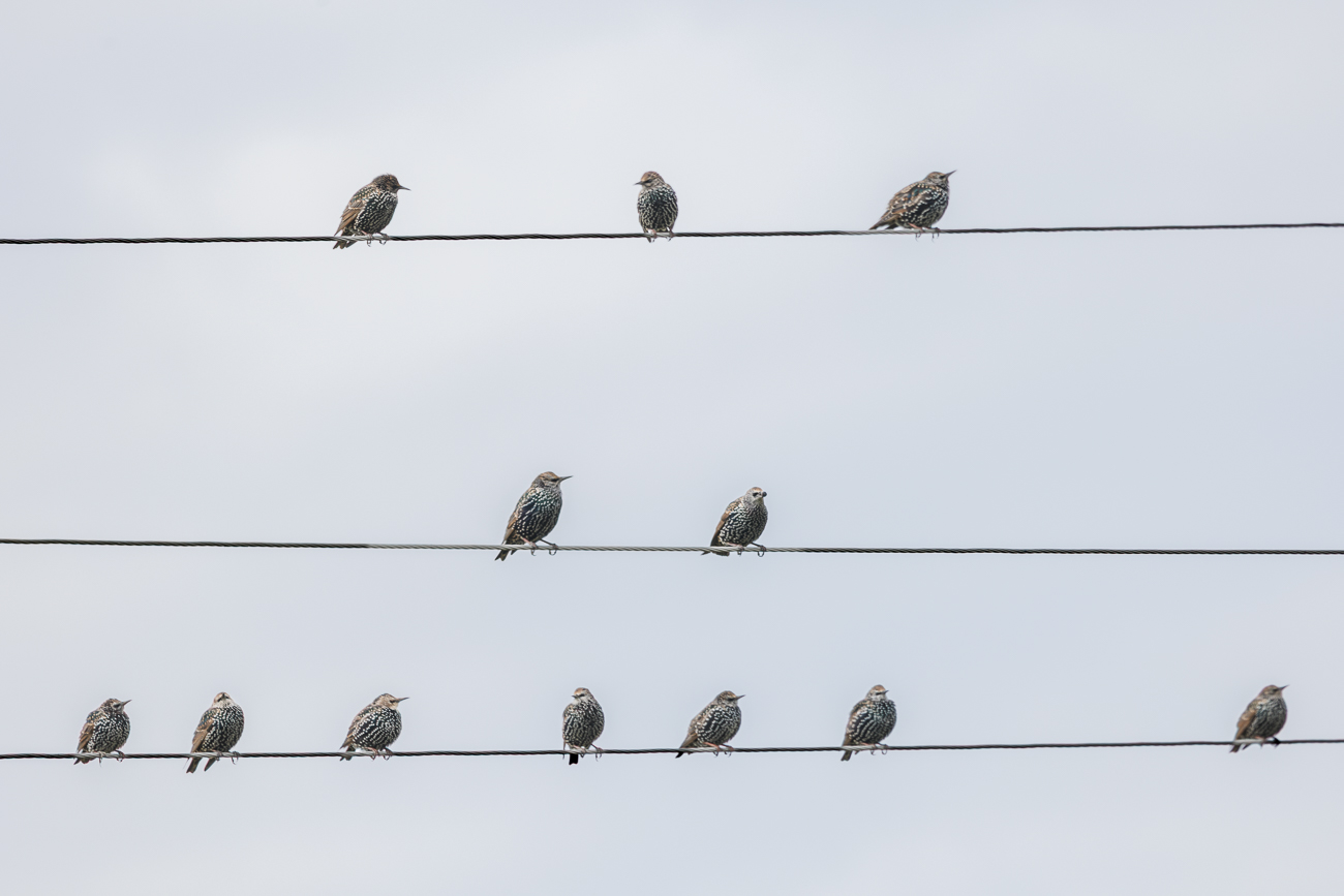Stare auf einer Leitung