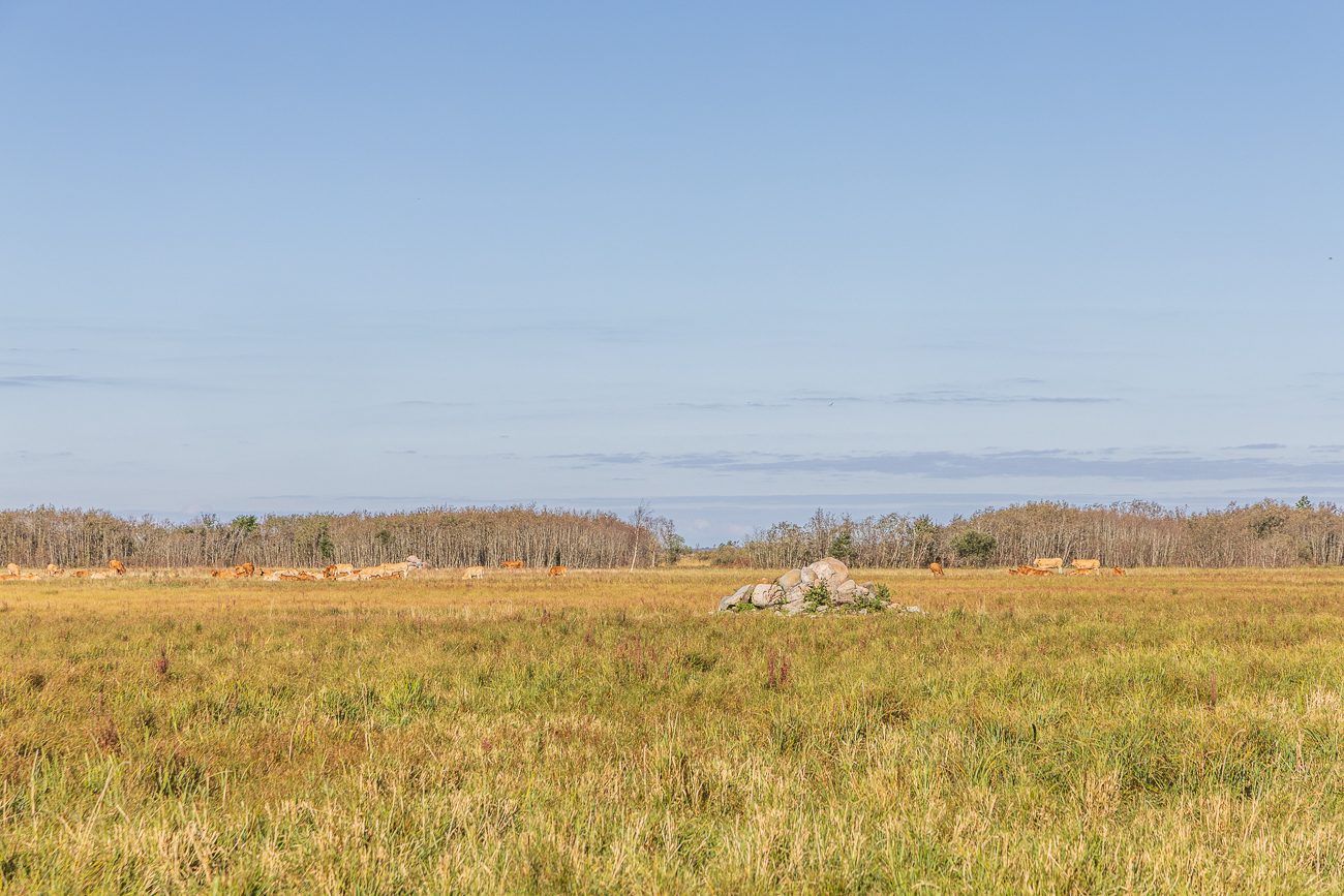 Die K&uuml;he sind zum Gl&uuml;ck weit weg