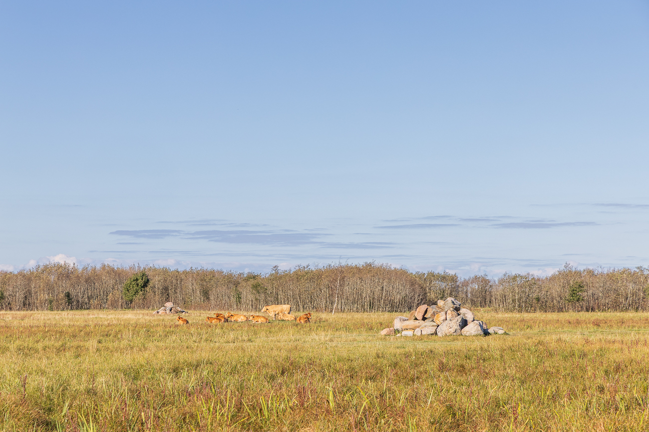 Diese hier sind etwas n&auml;her ...