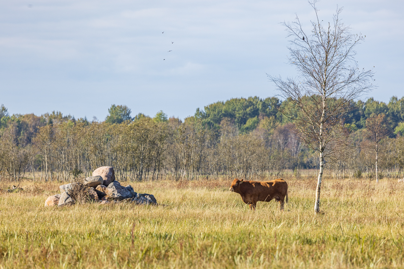 ... und dieses Exemplar sogar ziemlich nahe am Weg