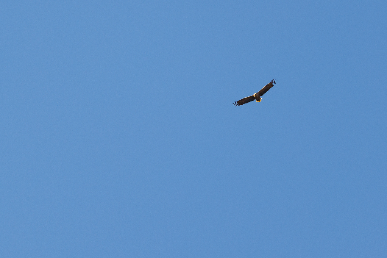 Vermutlich ein Wei&szlig;schwanz-Seeadler [Haliaeetus albicilla]