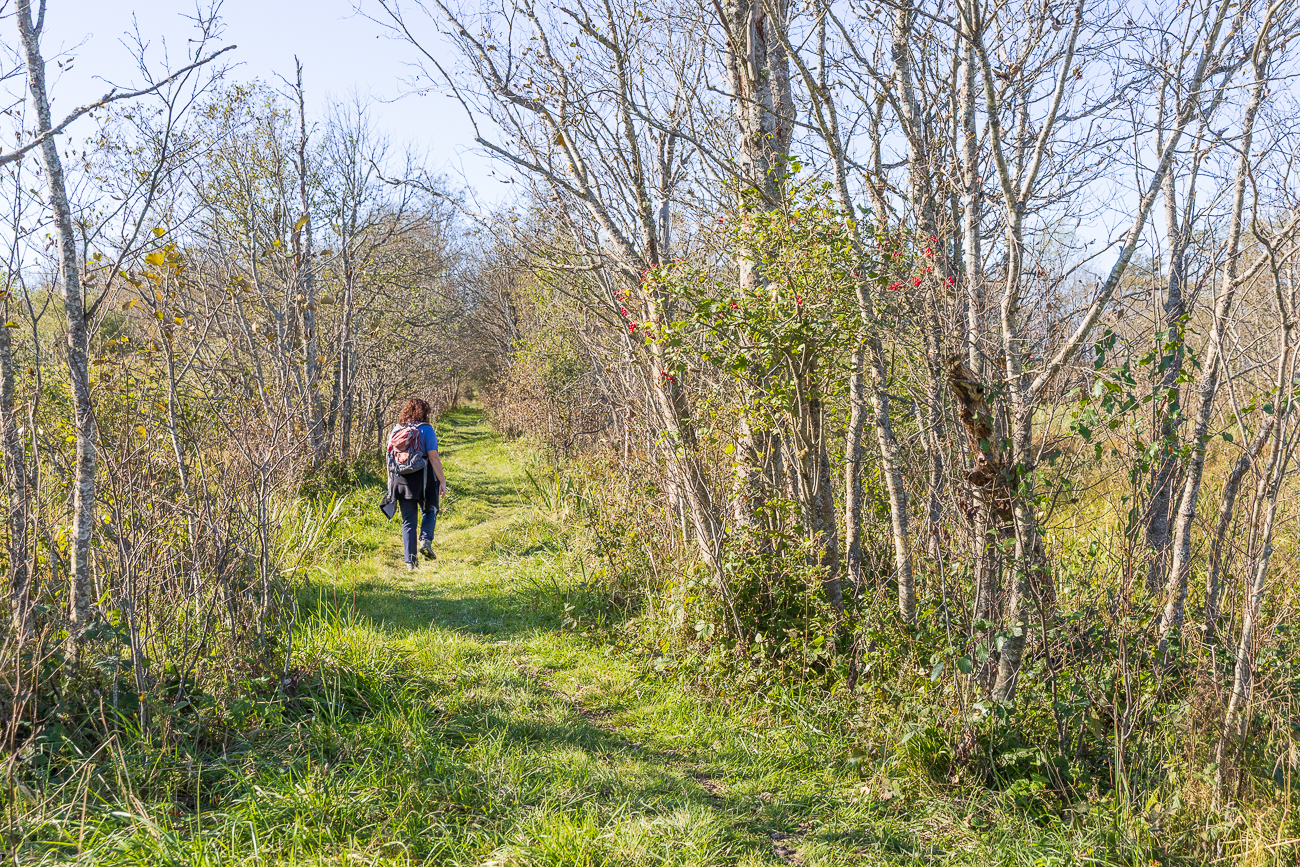 Es geht weiter durch ein etwas sumpfiges Gebiet