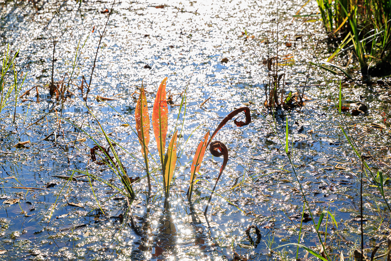 Fluss-Ampfer [Rumex hydrolapathum]
