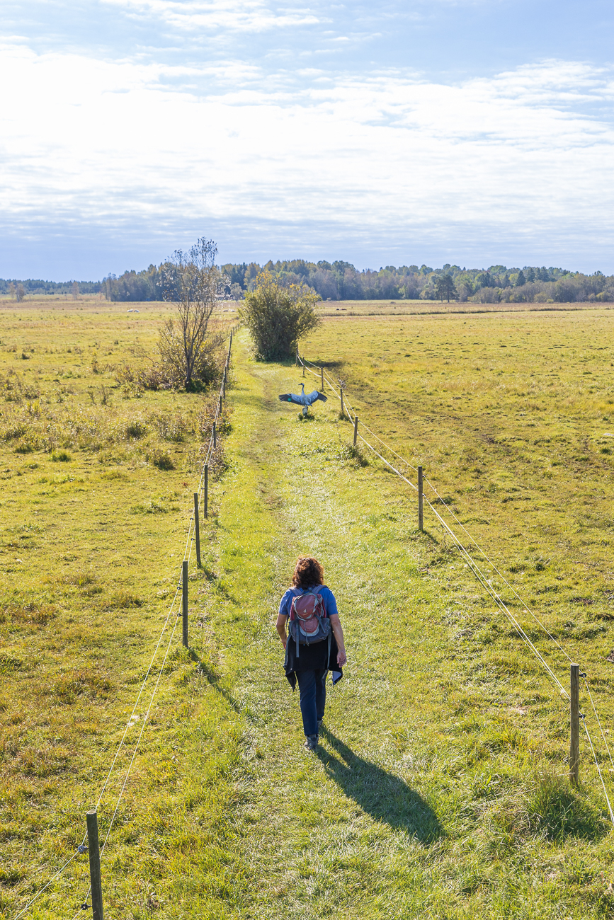 Der Kranich auf dem Weidenweg ist leider nicht echt :-(