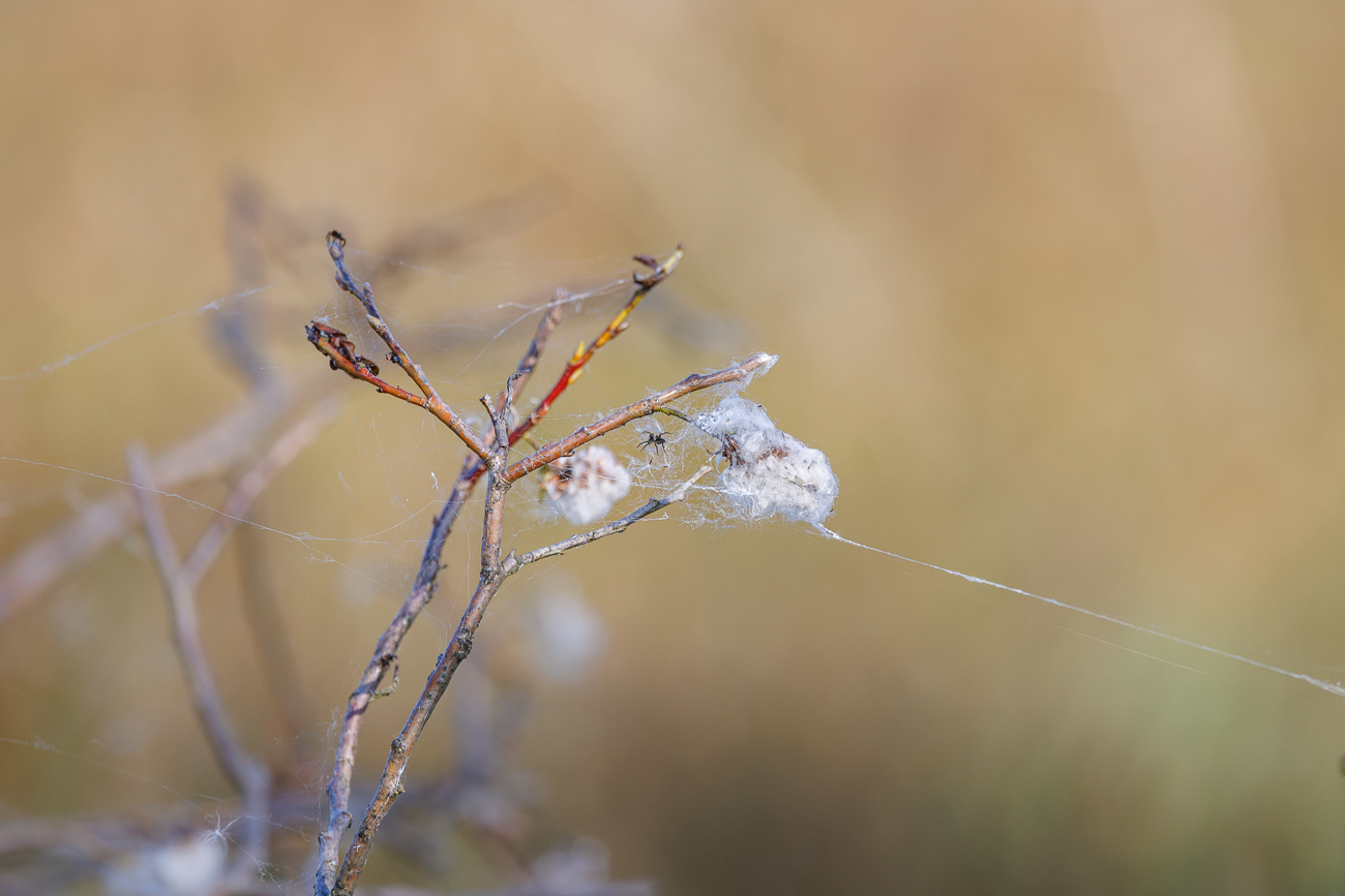 Kleine Spinne in einer vermutlich Weidenart