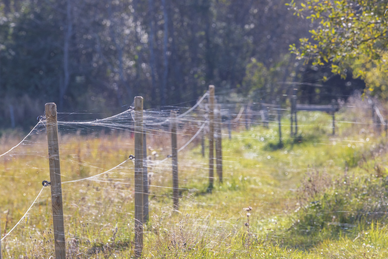 Spinnf&auml;den werden vom Wind &uuml;ber den Weg geweht und verfangen sich bei uns