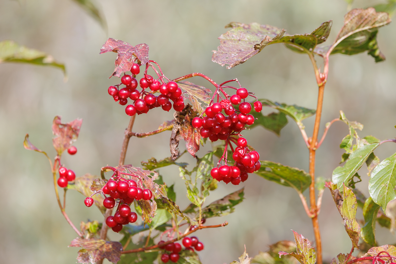 Amerikanischer Schneeball [Viburnum trilobum Marshall]