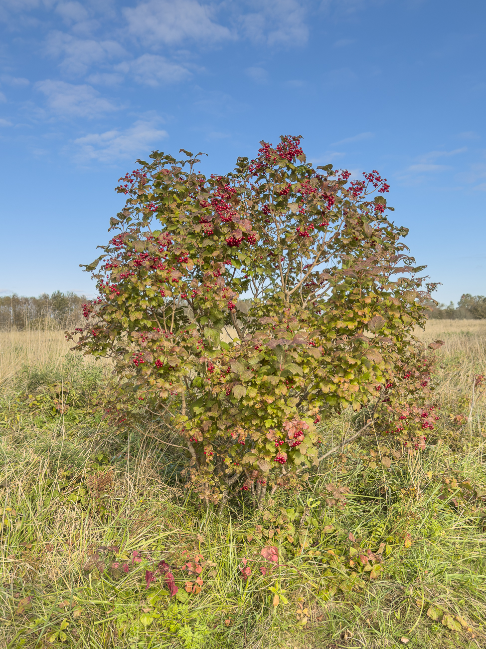 Amerikanischer Schneeball [Viburnum trilobum Marshall]