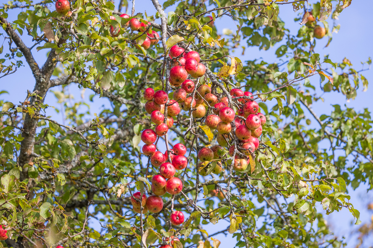 Wild-Apfel [Malus sylvestris]
