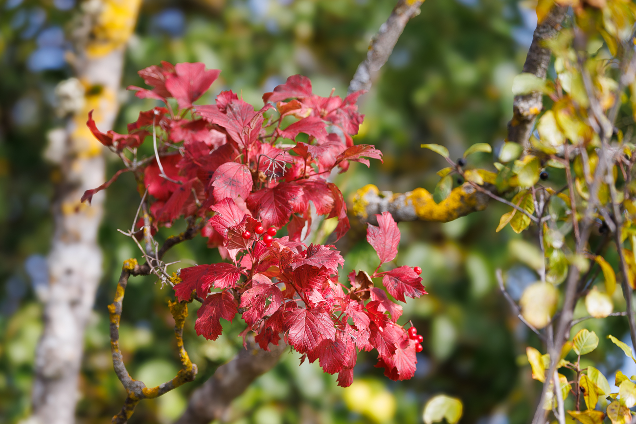 Amerikanischer Schneeball [Viburnum trilobum Marshall]
