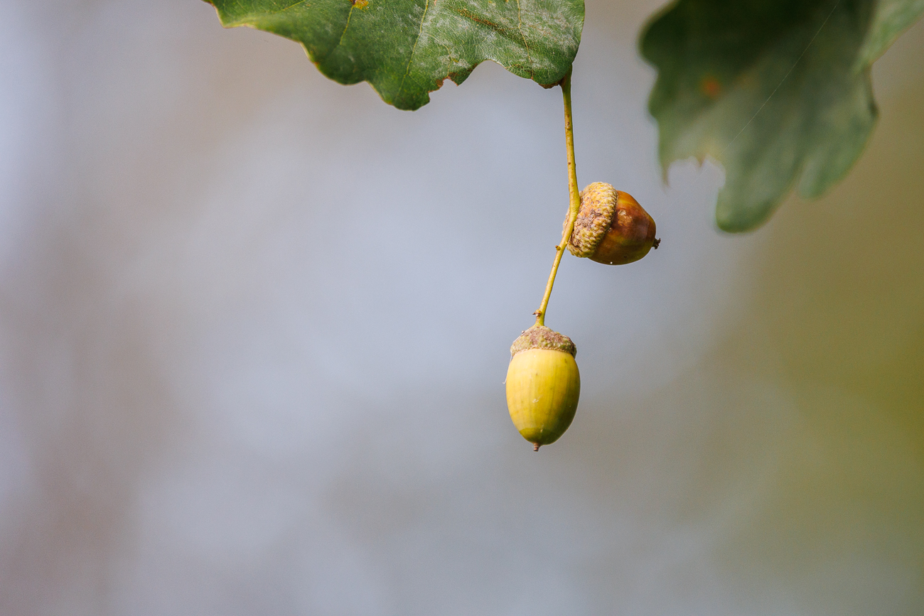 Eicheln einer Stiel-Eiche [Quercus robur]