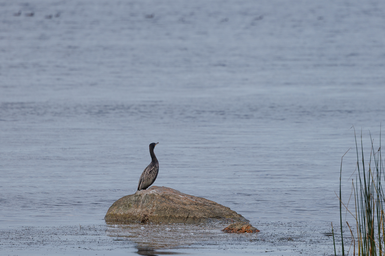 Von der Promenade aus sehen wir Kormorane ...