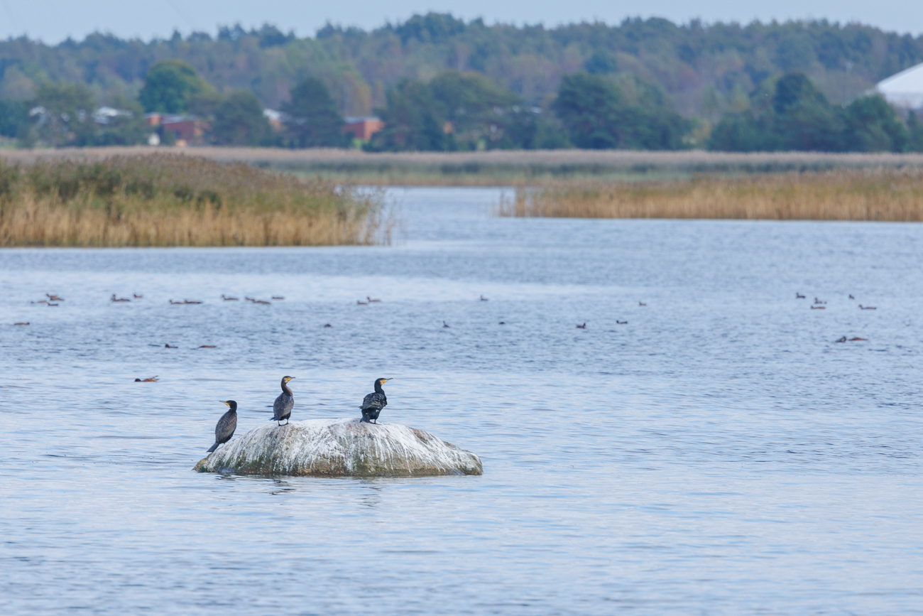 Von den Kormoranen vollgek... Felsen