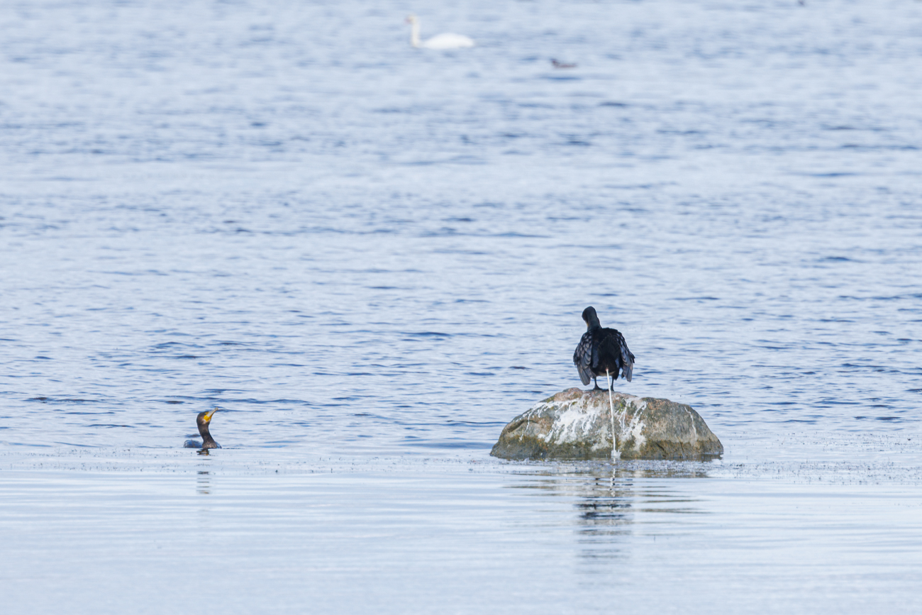 Dieser hier zeigt wie das geht ;-)