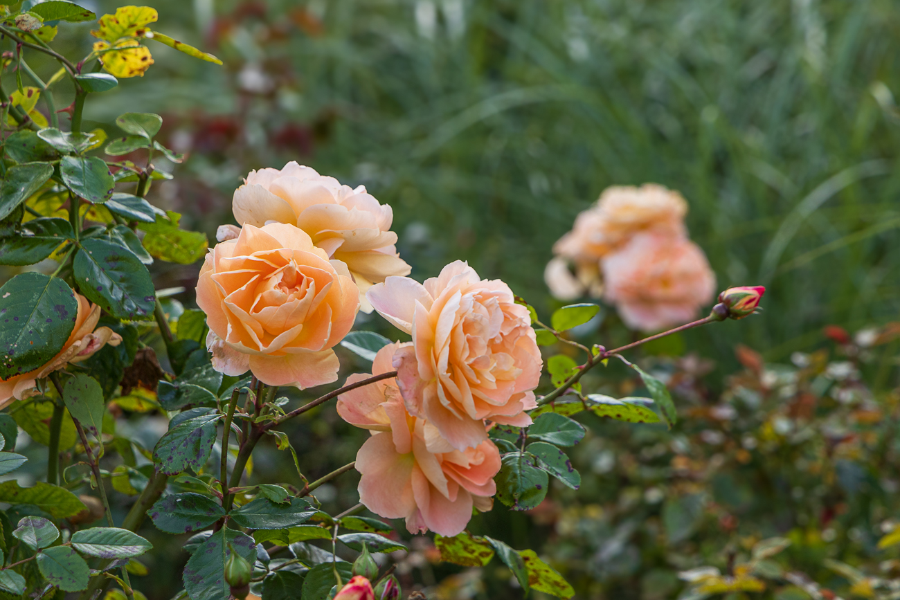 Gelbe Rose [Rosa foetida]