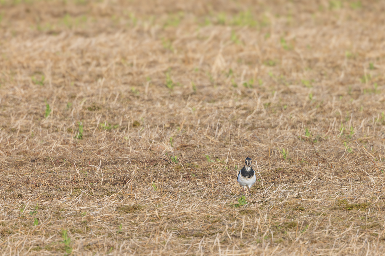 Statt K&auml;ngurus gibt es jedoch Kibitze