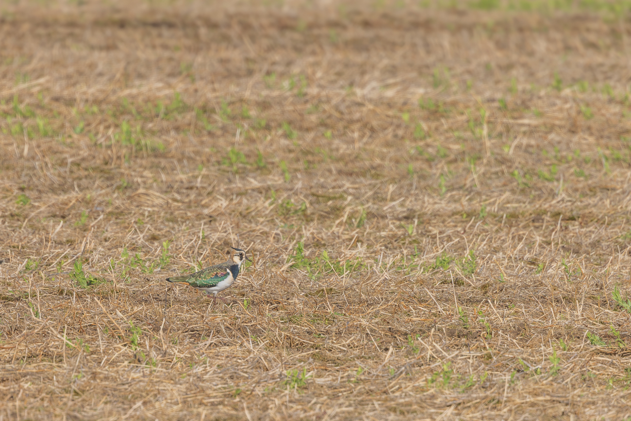 Kibitz [Vanellus vanellus]