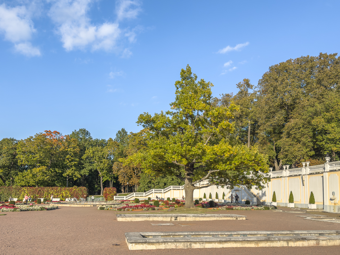 Sch&ouml;ne Stil-Eiche auf dem Vorplatz des Schlosses