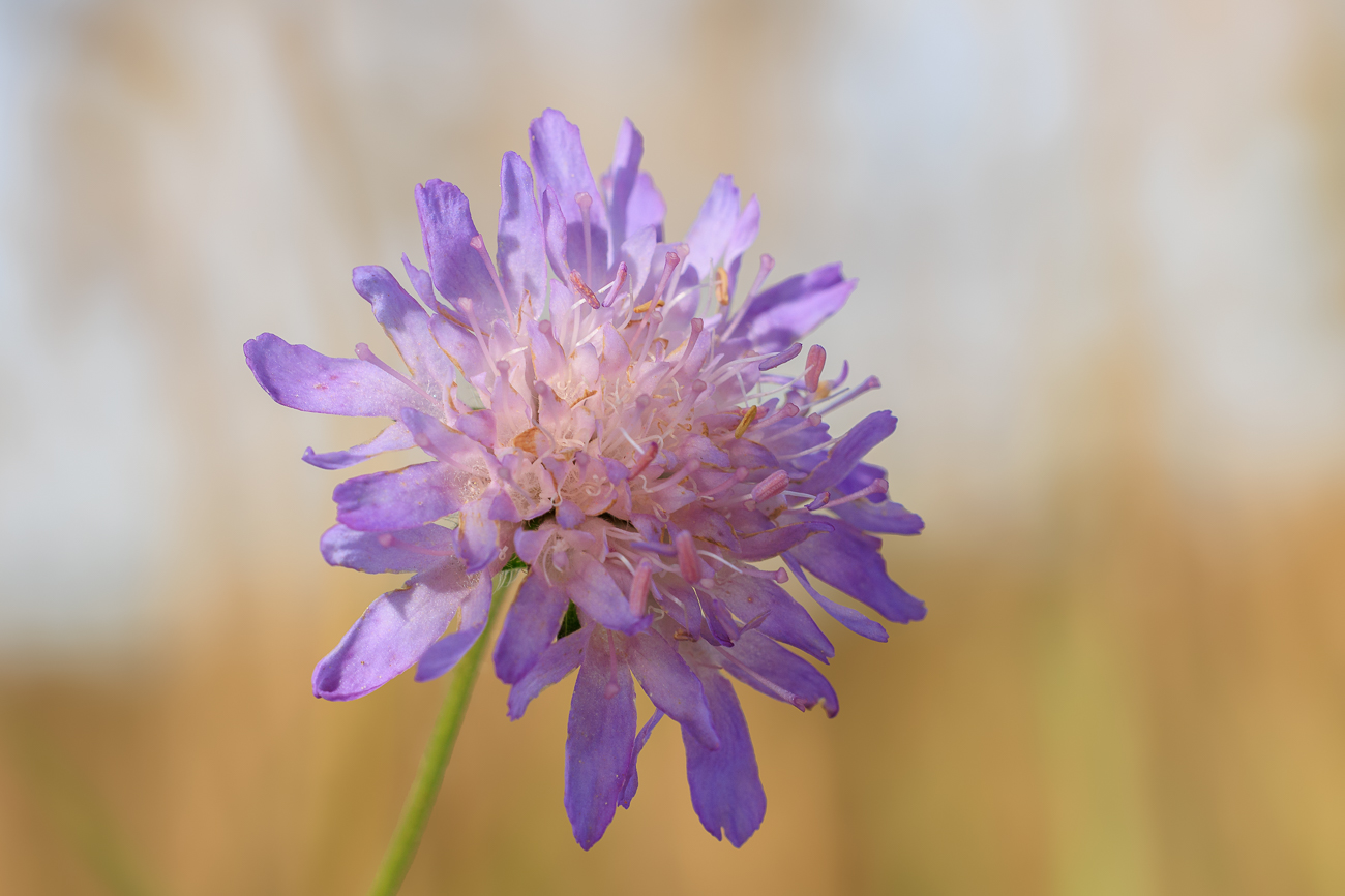 Wiesen-Witwenblume [Knautia arvensis]