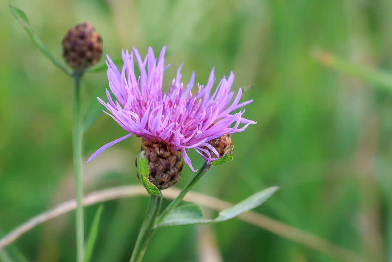Wiesen-Witwenblume [Knautia arvensis]