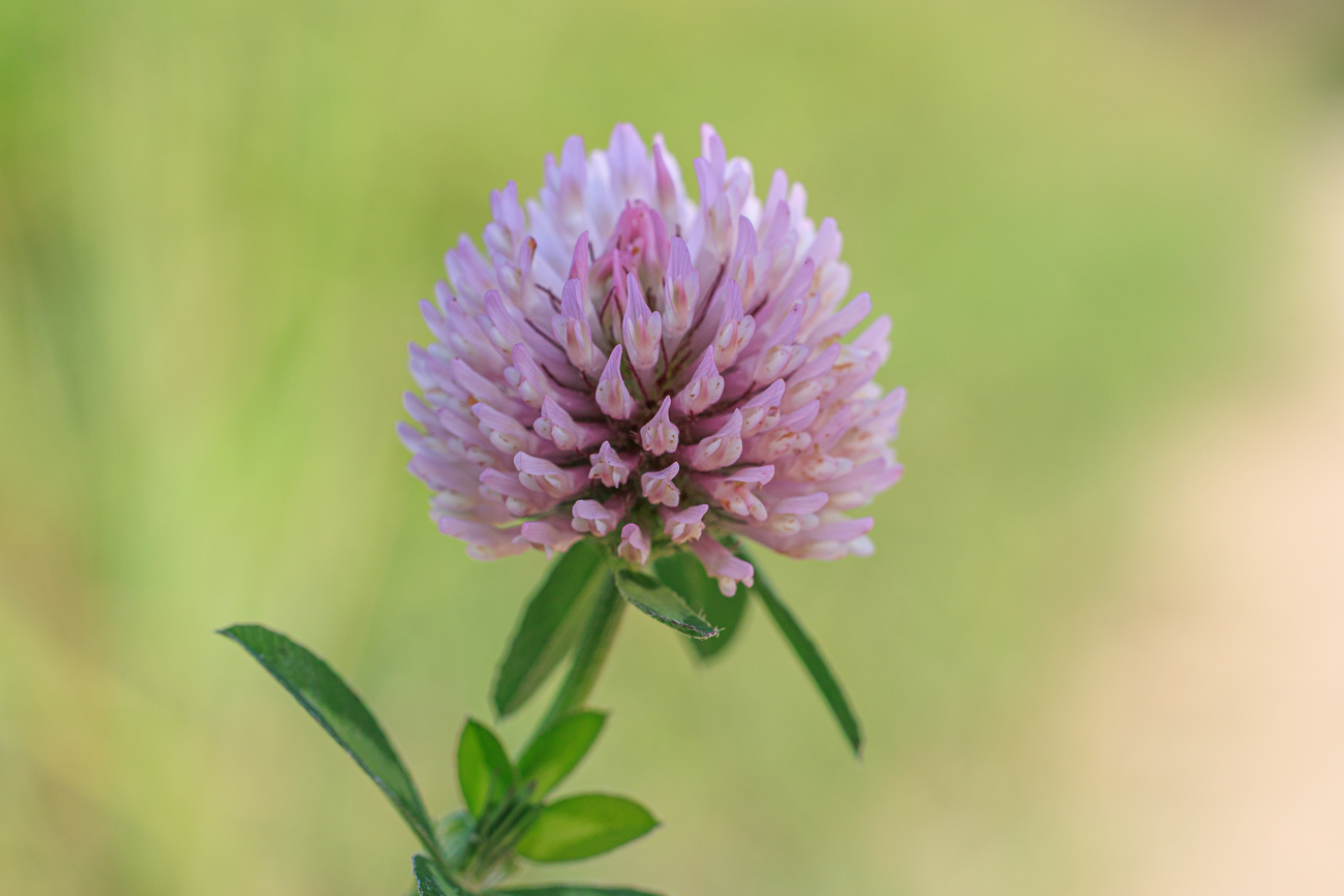 Rotklee [Trifolium pratense]