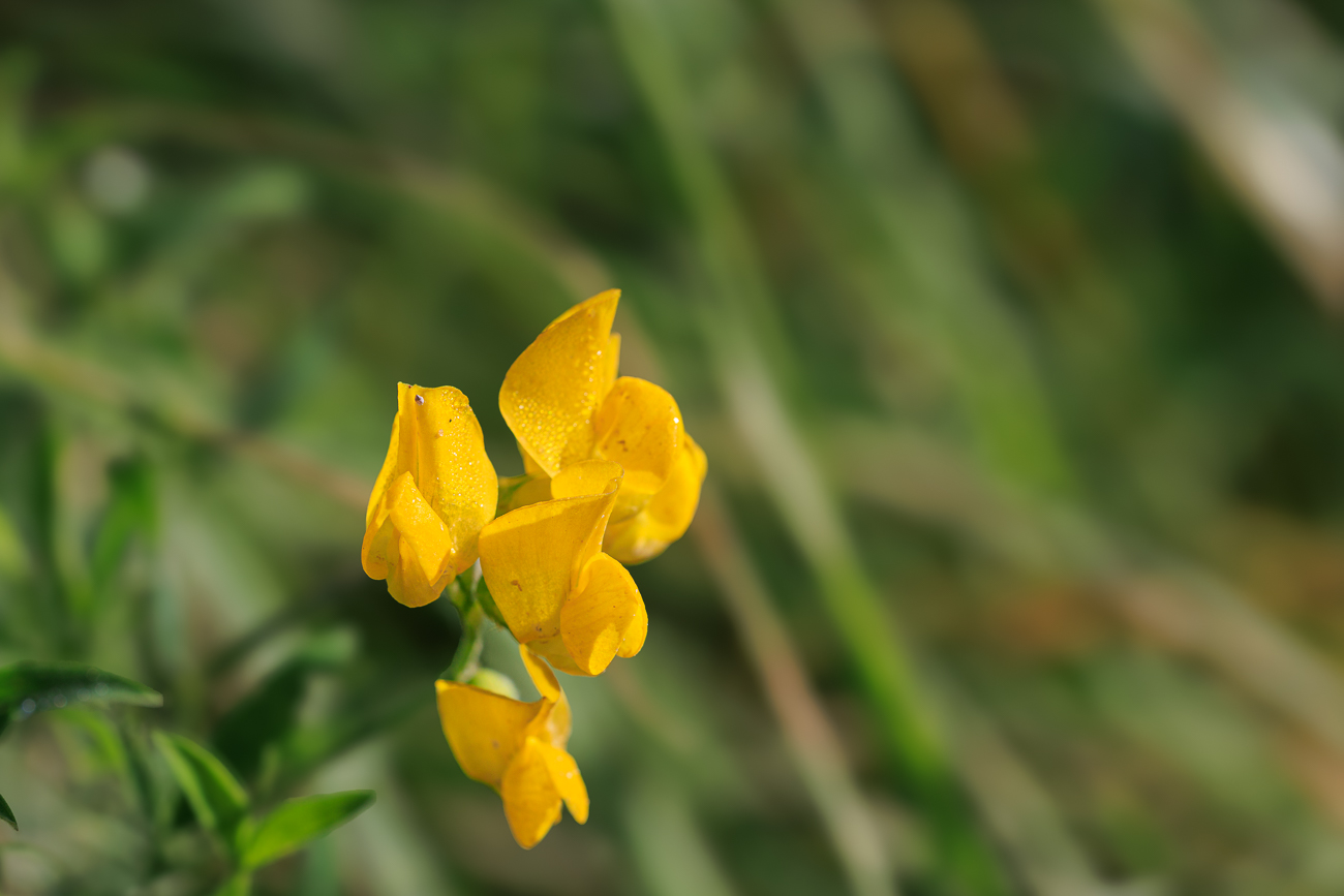 Wiesen-Platterbse [Lathyrus pratensis]