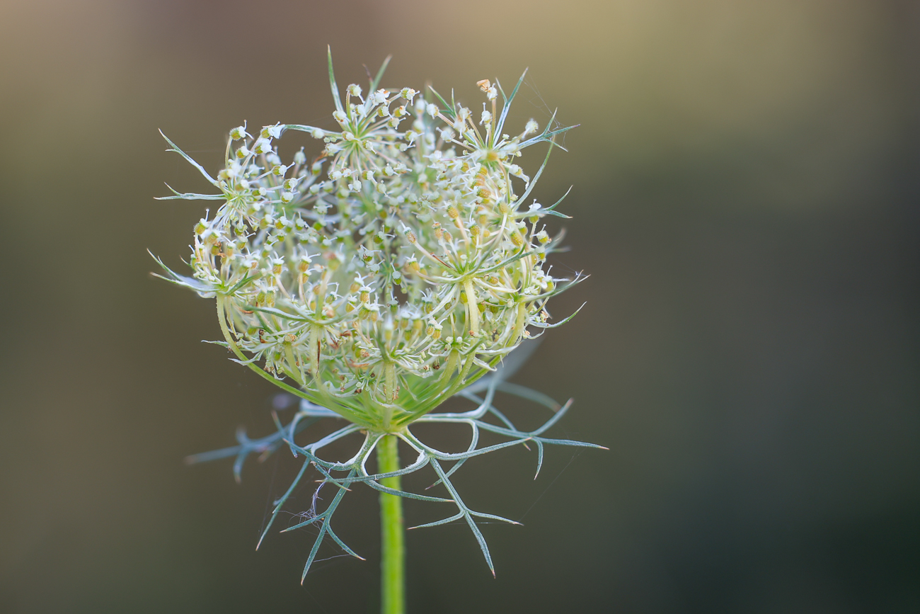 Wilde Möhre [Daucus carota]