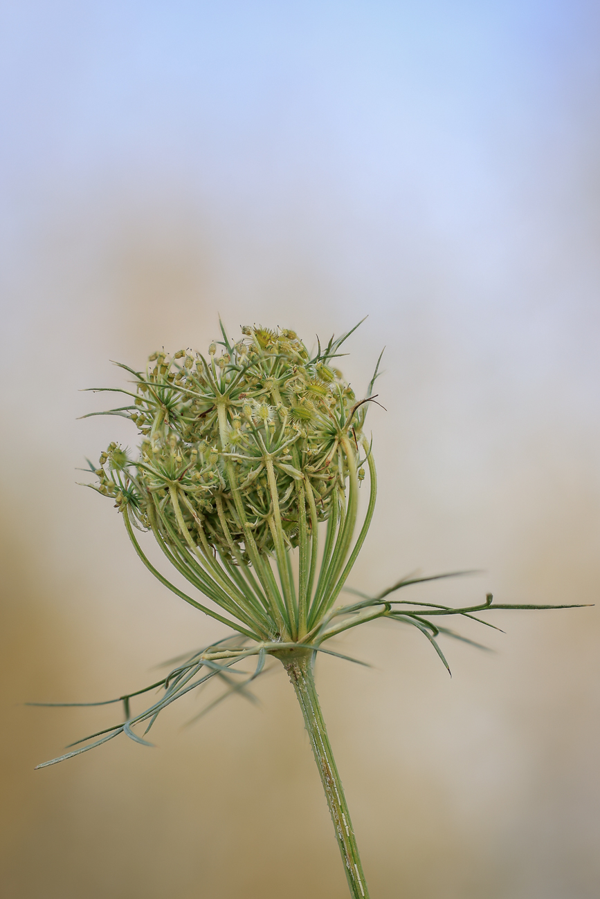 Wilde Möhre [Daucus carota]