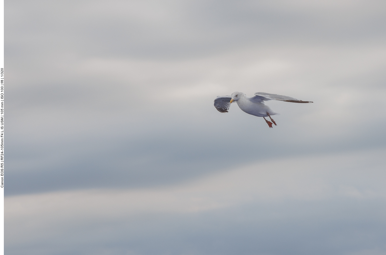 Möwen begleiten das Auslaufen ...
