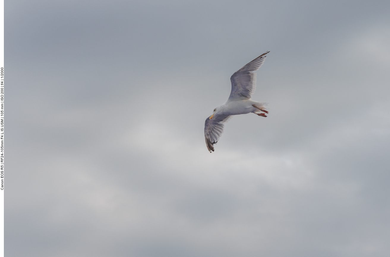 ... und hoffen auf Futter, das durch die Schiffsschrauben aufgewirbelt wird