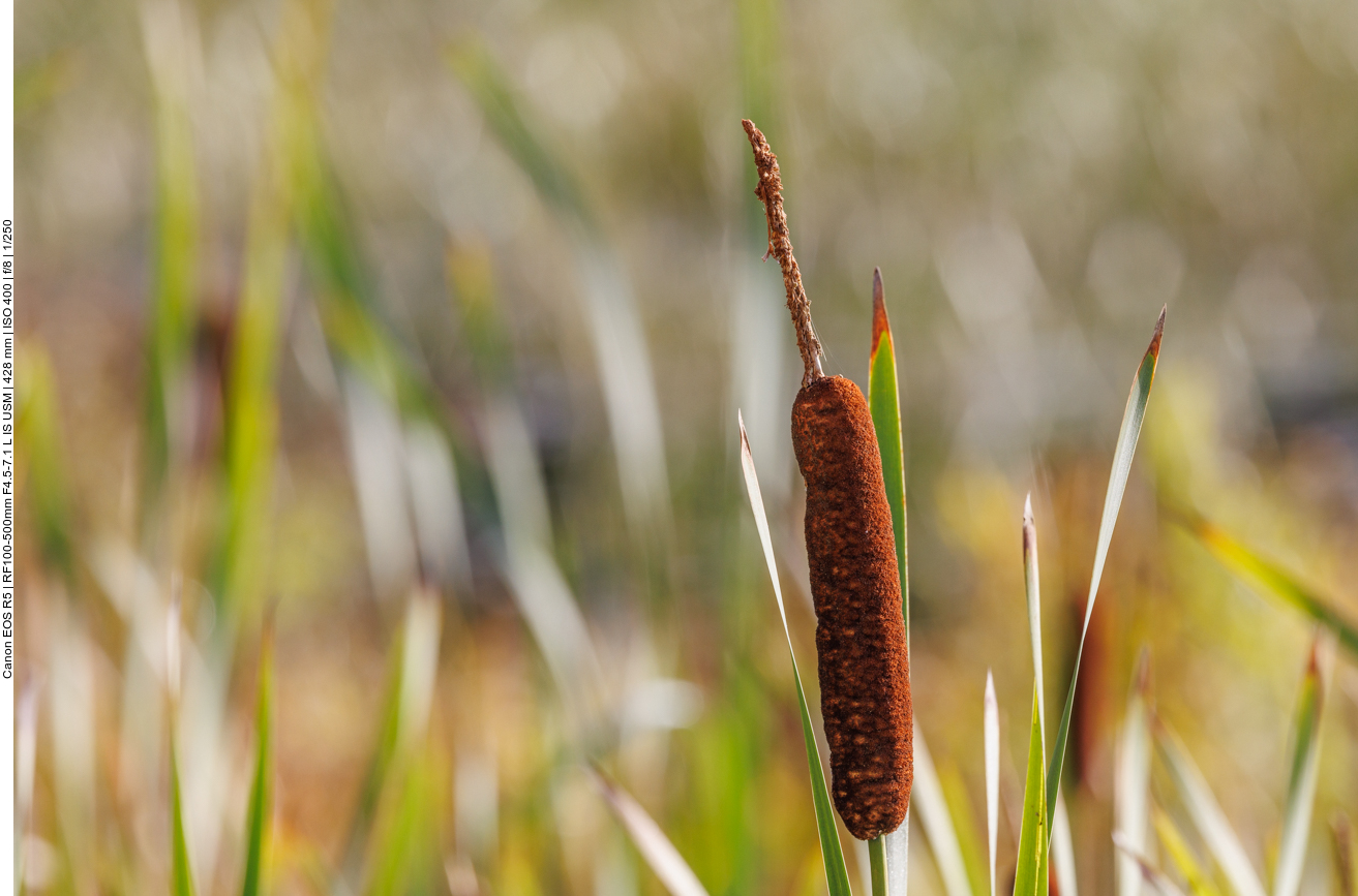 ... und so konnte ich nur einen Rohrkolben "schießen"