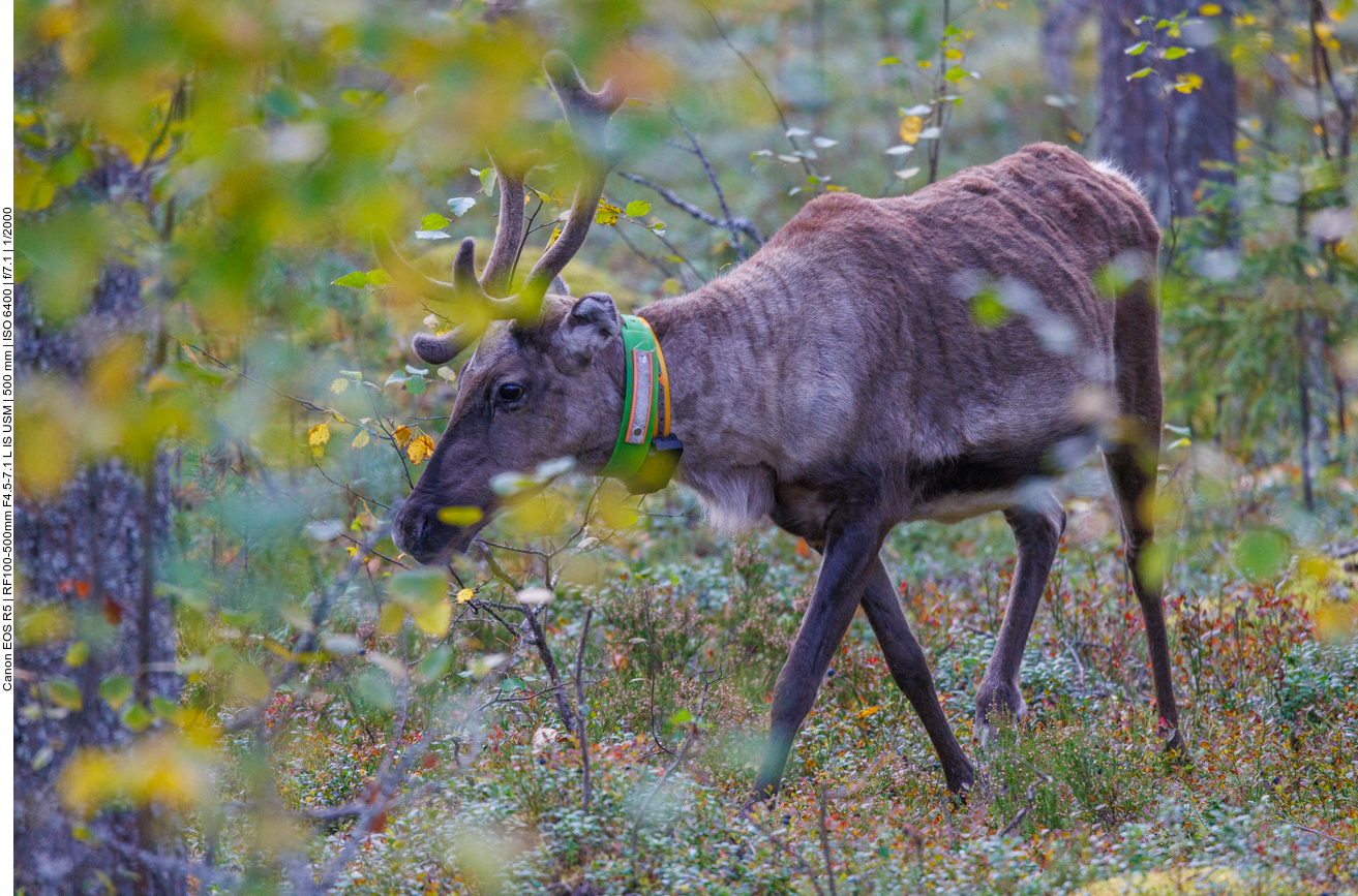 ... tauchen schon bald die erseten Rentiere auf