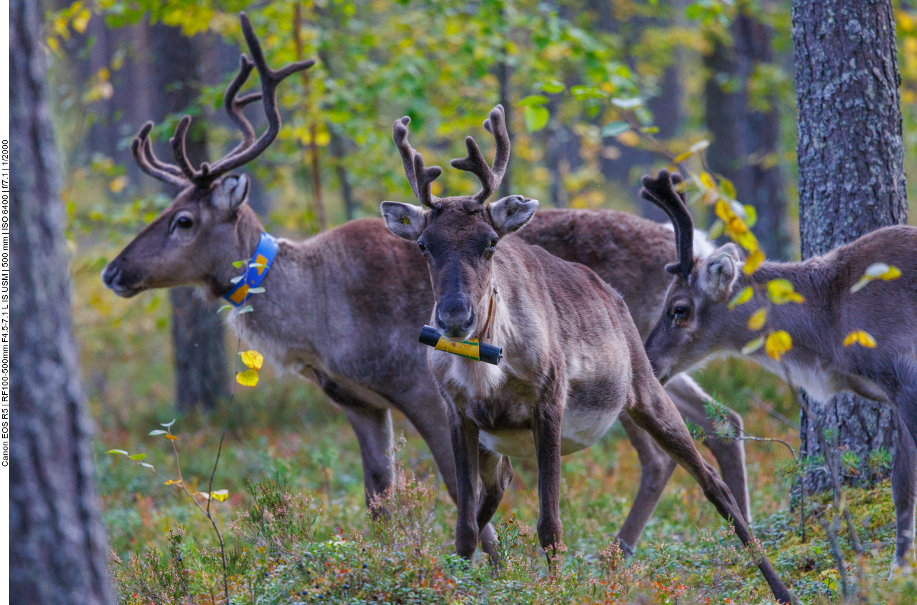 Die meisten sind gekennzeichnet oder mit GPS-Sendern ausgestattet