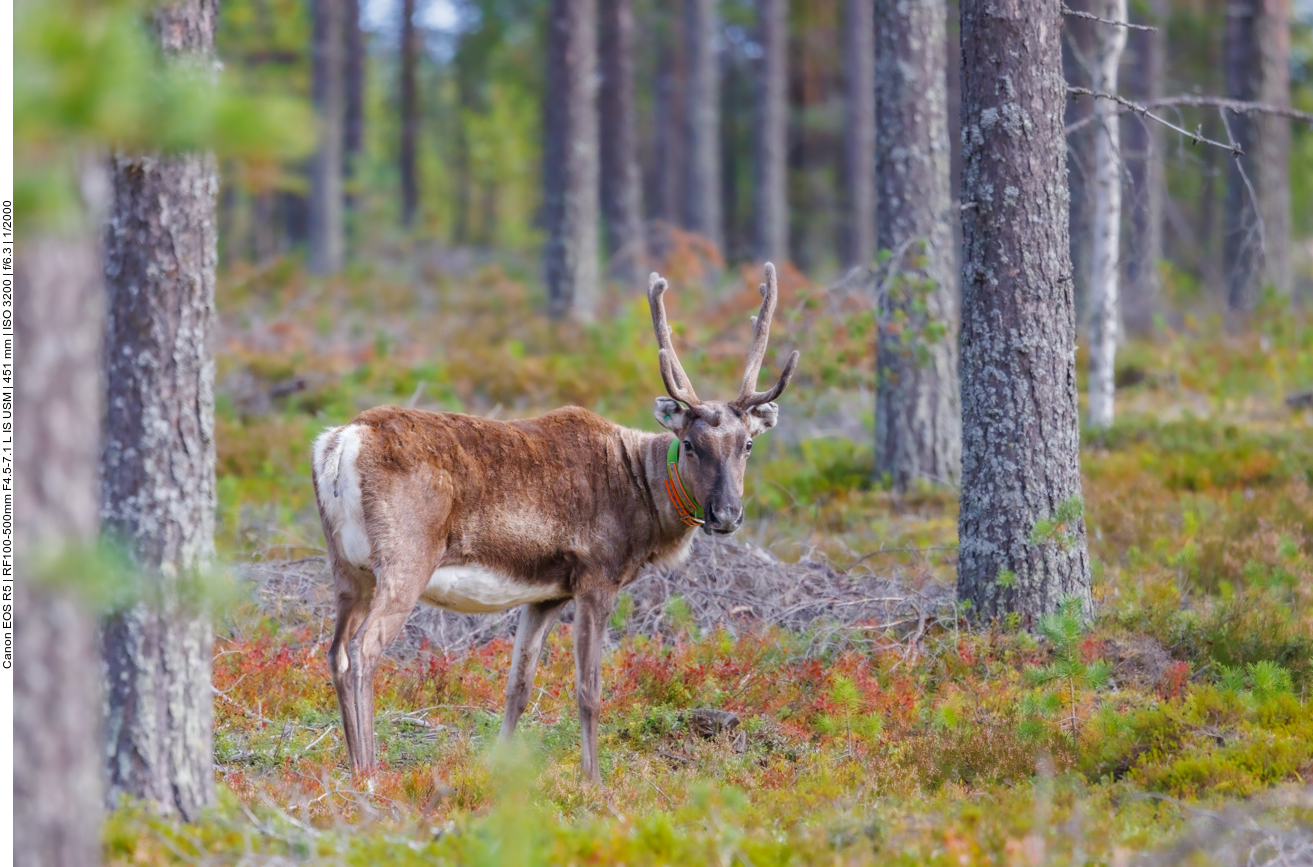 Mal stehen sie einzeln im Wald ...