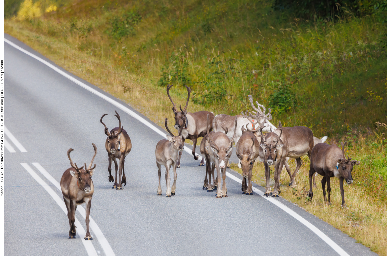 ... und mal laufen sie als Gruppe auf der Straße