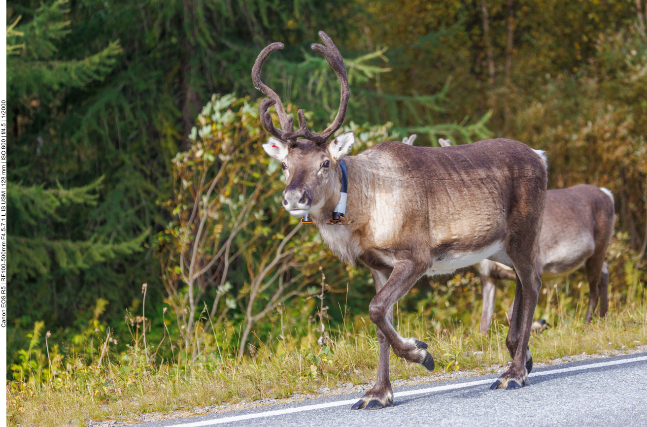 ... laufen brav am Straßenrand entlang