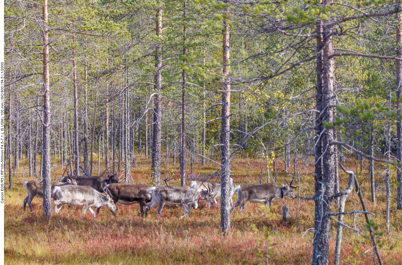 Es ist wohl besser, wenn die Tiere im Wald bleiben