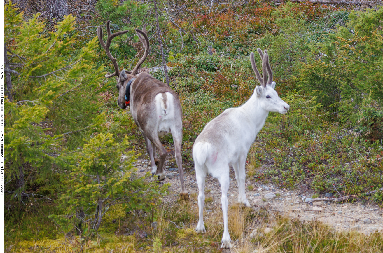 Es gibt auch (fast) weiße Exemplare
