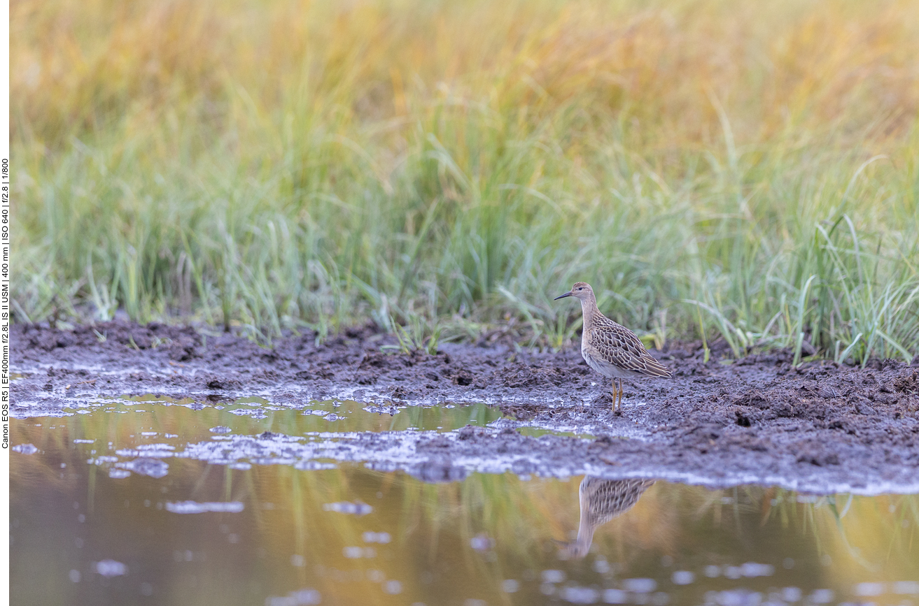 Zunächst sehen wir nur eine Limikole, aber welche Art genau habe ich noch nicht herausgefunden