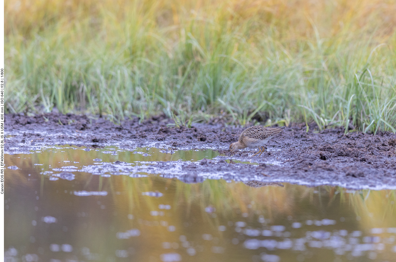 Sie läuft herum ...