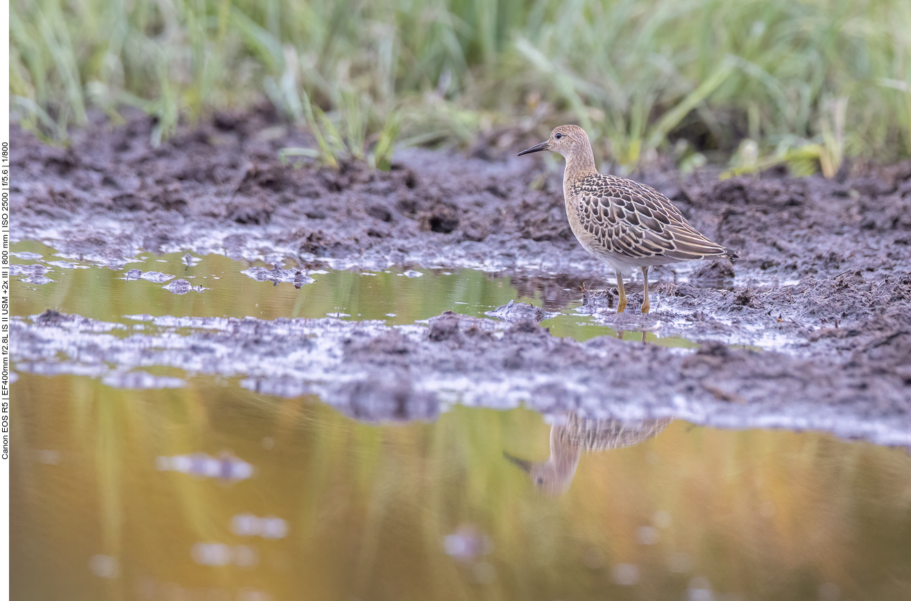 ... und sucht sich im Morast ihr Futter