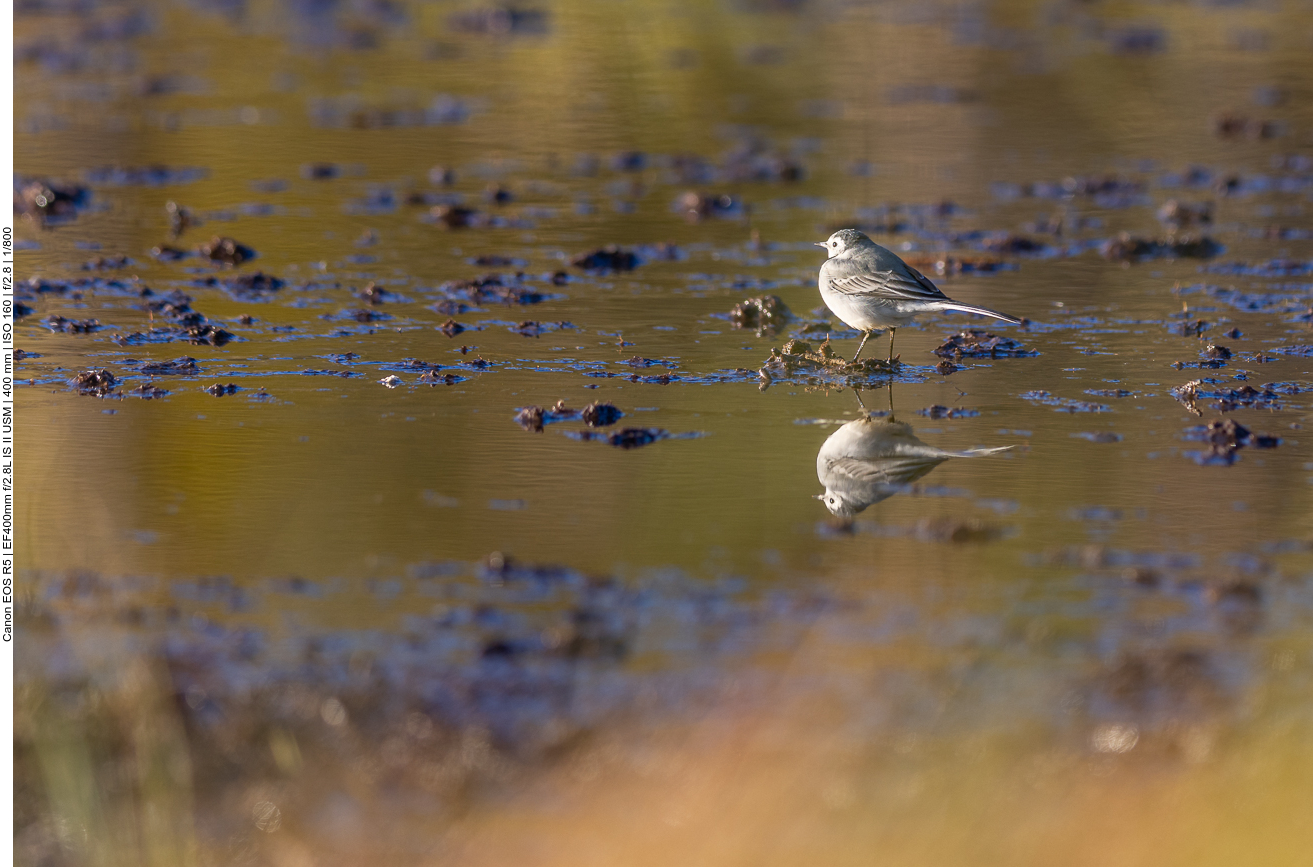 Eine Bachstelze nutzt die Gelegenheit auch ...